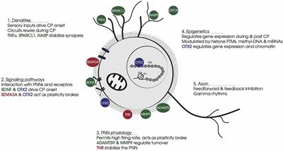 Non-Cell-Autonomous Factors Implicated in Parvalbumin Interneuron Maturation and Critical Periods